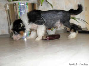 Перспективный кобель щенок китайской хохлатой собаки - Изображение #5, Объявление #325572