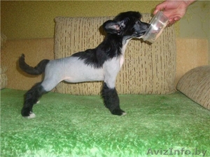 китайская хохлатая собака сука будущий чемпион!