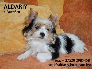  Бивер йорк щенок девочка