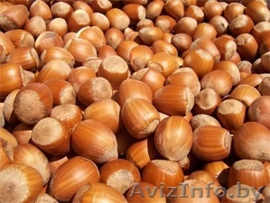 Фундук 2012 год.