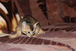 Предлагаем купить абиссинского котенка