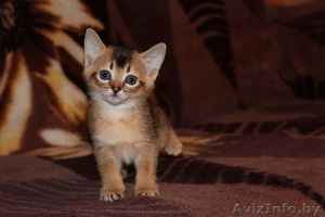 Маленькие пумы - абиссинские котята ждут Вас - Изображение #1, Объявление #768294
