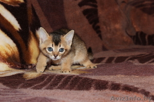 Маленькие пумы - абиссинские котята ждут Вас - Изображение #2, Объявление #768294