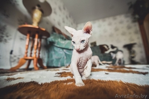 котятки канадского сфинкса