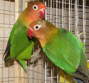 Продам разные виды попугаев - Изображение #1, Объявление #877991