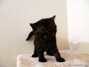 Продам черного британского котенка - Изображение #1, Объявление #1022266