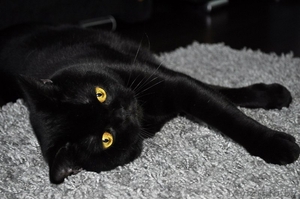Продам черного британского котенка - Изображение #2, Объявление #1022266