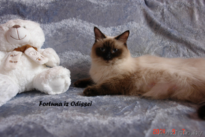 Невские маскарадные котята от титулованных родителей - Изображение #10, Объявление #1124211