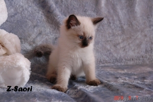 Невские маскарадные котята от титулованных родителей - Изображение #4, Объявление #1124211