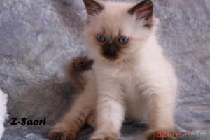 Невские маскарадные котята от титулованных родителей - Изображение #5, Объявление #1124211