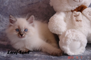 Невские маскарадные котята от титулованных родителей - Изображение #2, Объявление #1124211