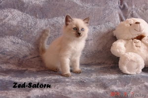 Невские маскарадные котята от титулованных родителей - Изображение #9, Объявление #1124211
