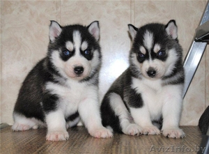 Щенки Сибирского Хаски.
