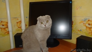 шотландские вислоухие котята уникального окраса - Изображение #3, Объявление #1198359