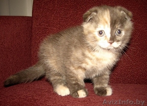 шотландские вислоухие котята уникального окраса - Изображение #1, Объявление #1198359