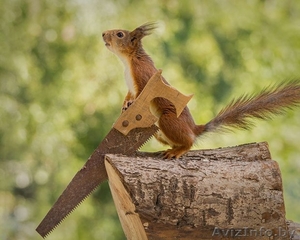 заточка-развод ленточных пил по дереву