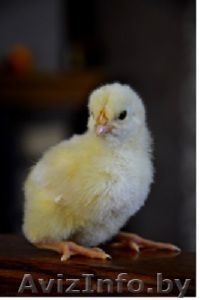 Цыплята породы бройлеров РОСС 308 - Изображение #1, Объявление #1285154