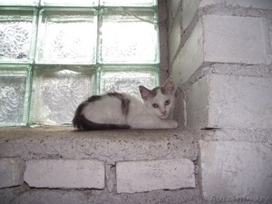 Запуганый котенок из Приюта в ДАР - Изображение #1, Объявление #1302779