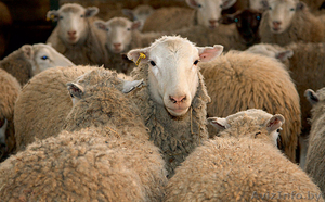 продам овца                                                            - Изображение #1, Объявление #1372802