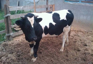 Закупаем Быки 400-500 кг