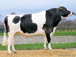 Закупаем Быки 200-300 кг.