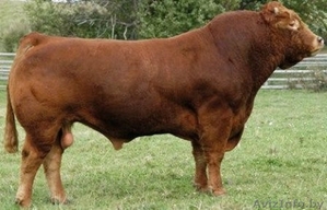 Закупаем Племенные Быки породы Лимузин
