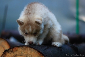 милые щенки породы сибирской хаски - Изображение #6, Объявление #1488913