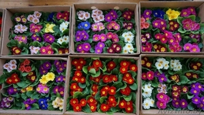 Цветы тюльпаны, примулы, гвоздики - Изображение #1, Объявление #1522830