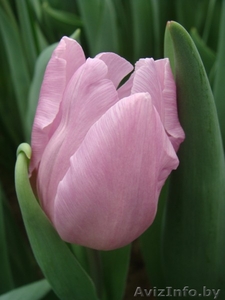 Тюльпан оптом к 8 марта  .
