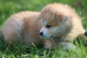 Щенки,  японской- акита-ину,  тигровые и рыжие,  на ваш выбор.