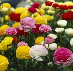 Тюльпан и примула  к 8 марта - Изображение #1, Объявление #1522773