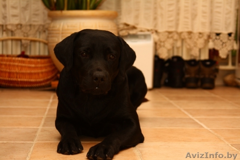 щенки лабрадора черного окраса обоих полов. - Изображение #3, Объявление #19127