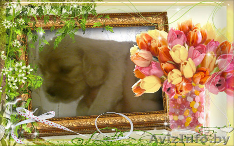 Американский кокер-спаниель - Изображение #3, Объявление #44883