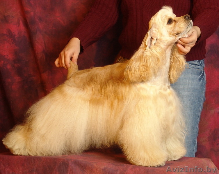 Американский кокер-спаниель - Изображение #1, Объявление #44883