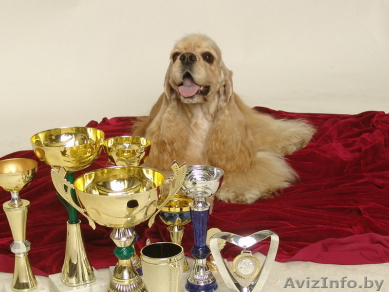 Американский кокер-спаниель - Изображение #2, Объявление #44883