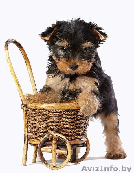 Щенки Йоркширский терьер - Изображение #1, Объявление #125154