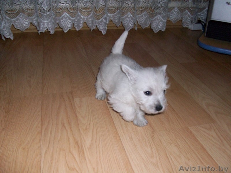 щенок Вест Хайленд Уайт Теръер (Вестик) - Изображение #2, Объявление #183433
