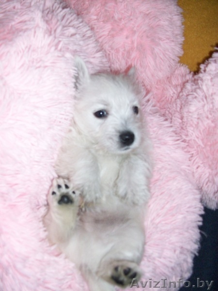 щенок Вест Хайленд Уайт Теръер (Вестик) - Изображение #1, Объявление #183433