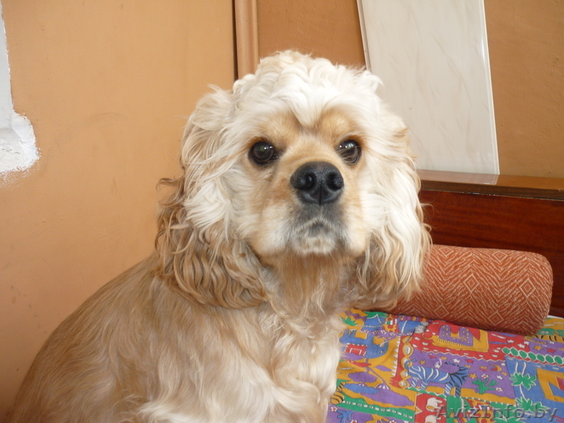 продам в хорошие руки кокер-спаниеля - Изображение #2, Объявление #166886