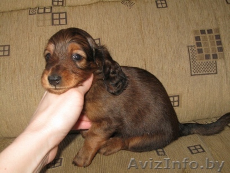 продам щенка таксы карликовой длинношеостной - Изображение #3, Объявление #188910