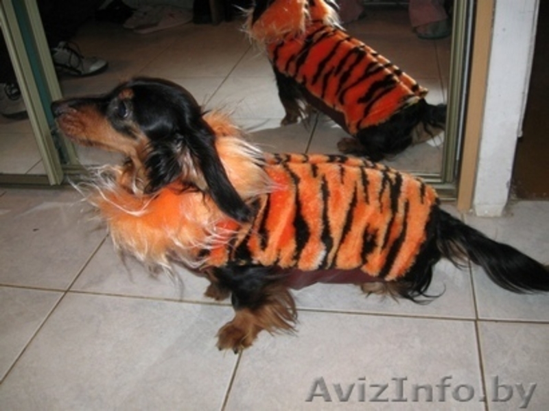 продам щенка таксы карликовой длинношеостной - Изображение #2, Объявление #188910