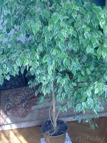 Фикус Бенджамена - Изображение #1, Объявление #219744