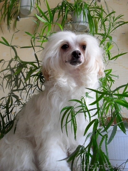 Перспективный кобель щенок китайской хохлатой собаки - Изображение #8, Объявление #325572