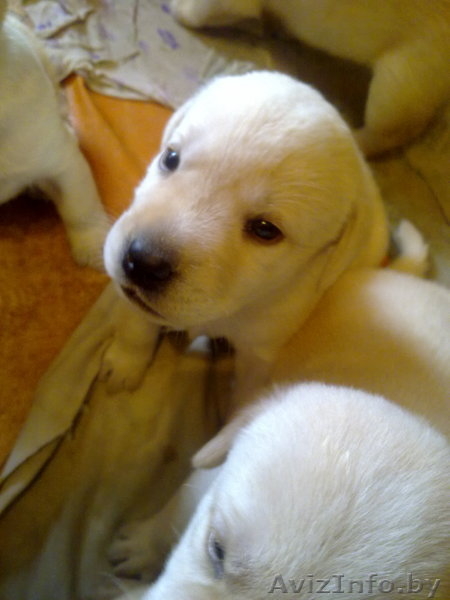 щенки лабрадора-ретривера Гродно - Изображение #1, Объявление #307405