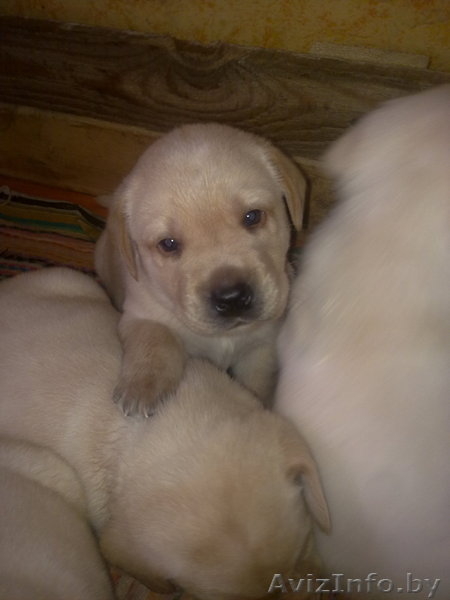 щенки лабрадора-ретривера Гродно - Изображение #2, Объявление #307405