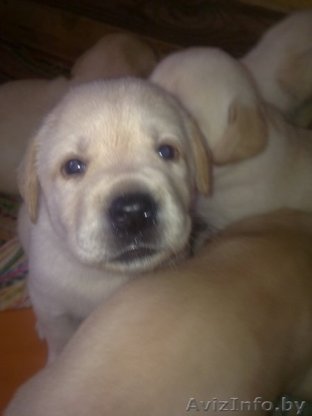 щенки лабрадора-ретривера Гродно - Изображение #3, Объявление #307405