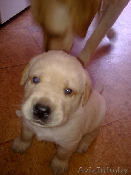 щенки лабрадора-ретривера Гродно - Изображение #4, Объявление #307405