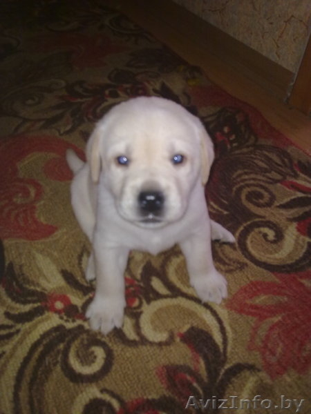щенки лабрадора-ретривера Гродно - Изображение #5, Объявление #307405