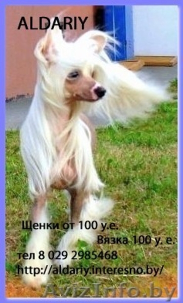 Перспективный кобель щенок китайской хохлатой собаки - Изображение #1, Объявление #325572