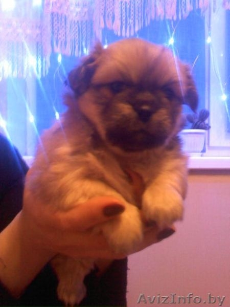 Продаю щенков королевского пекинеса. - Изображение #1, Объявление #509650